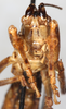 CollectionObject 1567637; 6b6d61b2-c7f3-40c6-abb2-500bf0a2454f: male, frontal view. (CollectionObject).