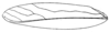 Anaulacomera (Anaulacomera) libidinosa Rehn, 1920: Fig. 25. male right tegmen (length 27 mm). (Otu).