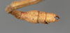 CollectionObject 1561483; 7927adf5-421a-4367-a893-b84f00a7e00d: copyright MHNG Geneva. male: end of abdomen, dorsal view (holotype). (CollectionObject).