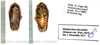 Blepharodera discoidalis (Brunner von Wattenwyl, 1865): (Otu).
