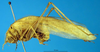 CollectionObject 1566629; c4b59670-4034-4b71-b360-f7634fd93fbc: female, lateral view (syntype). (CollectionObject).