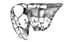 Eurotettix concavus Cigliano, 2007: Fig. 6U. female head and pronotum, lateral view. (Otu).