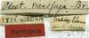labels (syntype). Depicts CollectionObject 1506493; d3bb6001-3b5c-4535-8029-6ed1783d689c, a CollectionObject.