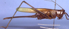 Ectopistidectes daptes Rentz, 1985: female (paratype). (Otu).