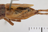 Gryllus (Gryllus) capitatus Saussure, 1874: Left tegmen. Syntype. Male. Peru. 1acf84b8-b8e9-4f8d-b10f-6204ef24b709. (Otu).