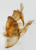 Pygofer, lateral view: !! display not done !! on Bostaera nasuta Ball, 1902: (Observation).