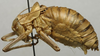 CollectionObject 1534986; c8319368-b54d-49d3-b12a-1185f4c22d4a: male, lateral view (holotype). (CollectionObject).