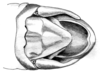 Dichroplus obscurus Bruner, 1900: Fig. 7. male abdomen tip, dorsal view. (Otu).