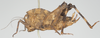 CollectionObject 1533863; 28d15f56-b9b8-4d2f-8770-ab6aa7d46628: female, lateral view (holotype). (CollectionObject).