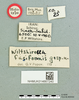 Wiltshirella fusiformis Popov, 1951: female, labels (holotype). (Otu).