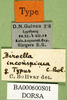 CollectionObject 1500969; 12786618-ca25-4848-8efc-fd74f2069dfe, DORSA BA000600S01: labels (holotype). (CollectionObject).