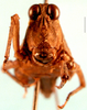 CollectionObject 1574682; dab02623-c1b8-4acc-86b9-963106ed9ae5: female, frontal view (syntype). (CollectionObject).