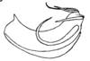Aedeagus, lateral view on Cyarda lycidas Fennah, 1965: (Observation).