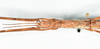 CollectionObject 1559915; 69f249c1-6a19-4cfc-9601-d21466f11b2b: copyright MNHN, Paris. female: head & thorax, dorsal view (paratype). (CollectionObject).
