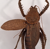 CollectionObject 1534546; f649ad2b-bec5-4fe1-94b6-fc317d6b3723: female, dorsal view (holotype of Choeroparnops platythorax). (CollectionObject).