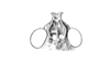 Pardalophora haldemanii (Scudder, 1872): Fig. 34B. head, dorsal view. (Otu).