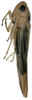 Habitus, lateral view on Anufrievia crispata Tan, Jiang & Song, 2021: (Observation).