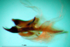 CollectionObject 1566857; e7f35a43-d196-4cde-ba4c-7b091f096bd9: phallus, lateral view (paratype). (CollectionObject).