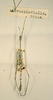 CollectionObject 1558074; ce25e50f-171a-4d52-ad3a-f8c26263a896: copyright NHRS, Stockholm. male (holotype). (CollectionObject).