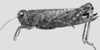 Dichroplus robustulus (Stål, 1878): Fig. 3. female. (Otu).