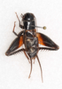 CollectionObject 1588803; CASENT 19225, 2cddf180-09fe-4fed-b30f-4fc1f409db34: male, dorsal view (holotype). (CollectionObject).