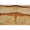 Abdomen, sternal apodemes, ventral view on Bretega orbiverpa Stiller, 2017: Tergite I. (Observation).