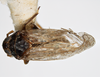 Habitus, dorsal view: !! display not done !! on Pissonotus divergens Bartlett, 2000: (Observation).