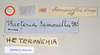 CollectionObject 1559028; NHMUK(SF IMPORT DUPLICATE) 845240, 59864eef-019a-406c-a401-985bb77782c0: copyright Natural History Museum, London. female, data labels (holotype). (CollectionObject).