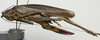 CollectionObject 1535957; cddf7e57-cbd4-435c-8c56-8686c81349e3: female, lateral view (syntype). (CollectionObject).