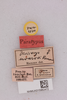 CollectionObject 2052748; NHMUK015982472, 50ac4fe9-cd55-469d-bdce-53d5b2315270: Dericorys uvarovi Ramme, 1930. (CollectionObject).