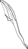 Aedeagus, lateral view: Aedeagus, lateral view. (Observation).