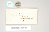 CollectionObject 1562007; bf9e0dbf-20a9-4e8b-ac10-07475d47ac89: copyright Natural History Museum, London. female, data labels of Necroscia carterus (syntype). (CollectionObject).
