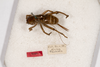 CollectionObject 1475002; 0c7dc88e-84d3-455e-a200-7f087d2be611: female, dorsal view (syntype #2). (CollectionObject).