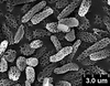Brochosomes on Cuerna arida Oman & Beamer, 1944: CR778 | U.S.A., Arizona, Cochise Co., Chiricahua Mts., Rustler Park campground, Rakitov R. [#02-46], 24-25 Jul 2002 | INHS. (Observation).