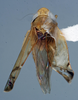 Habitus, lateral view: (Observation).