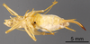 CollectionObject 1967348; e56c4af8-e986-4589-95eb-0338e709c221: Female, ventral view (paratype). (CollectionObject).
