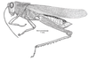 Zoniopoda iheringi Pictet & Saussure, 1887: Fig. 15. male, habitus (from Uruguay, Dept. Tacuarembó, Caraguatá, length 35 mm). (Otu).