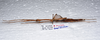 CollectionObject 1576182; b16ccf43-a5fc-46fe-9574-0e422feb23ab: copyright SPM, Kinabalu. female, lateral view (holotype). (CollectionObject).