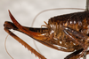 CollectionObject 1531299; f83e2ff5-29ac-4f62-9931-07564c9fac13: female #1, lateral view (paralectotype). (CollectionObject).