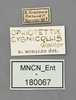 CollectionObject 1585483; d546f7ee-2606-440a-be2b-91dfc89ffb06: labels. (CollectionObject).