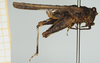 CollectionObject 1477079; 1d644ca1-d986-4e85-a877-098332da6b14, NHMUK010924524: female (holotype), lateral view. (CollectionObject).