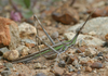 Truxalis nasuta (Linnaeus, 1758): individual from Gran Canaria. (Otu).