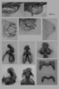 Melanoplus perezi Otte, 2012: male genitalia. (Otu).