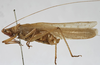 CollectionObject 1539579; 17f7c69e-beb2-4732-9290-02afcd267b23: male, lateral view (holotype). (CollectionObject).
