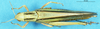 CollectionObject 1543103; 62aa5f2a-bb3b-4239-b59c-42b076b656d2: female, dorsal view. (CollectionObject).