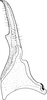 Stylus: !! display not done !! on Errastunus (Errastunus) ocellaris (Fallén, 1806): Stylus. (Observation).