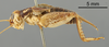 Male, lateral view (holotype) Depicts CollectionObject 1522758; 924e85f8-a292-4d9c-89d5-1e0cb6772228, a CollectionObject.