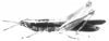 Oxybleptella sagitta Giglio-Tos, 1894: Plate 1D. male, habitus. (Otu).