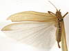 CollectionObject 1529812; 79356435-7401-44ff-9b97-fd157f4ca187: female, dorsal view (holotype). (CollectionObject).