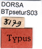 CollectionObject 1501731; ebe59413-3ad7-4252-8067-b1cd3d054dd8: female labels (syntype). (CollectionObject).